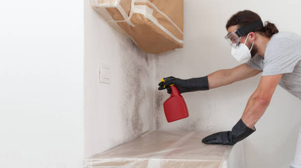 Professional Attic Mold Remediation technician working in McHenry, MD