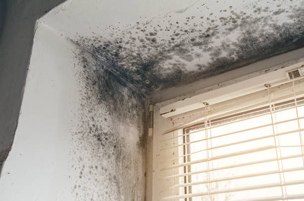 Affordable Attic Mold Remediation solutions in McHenry, MD